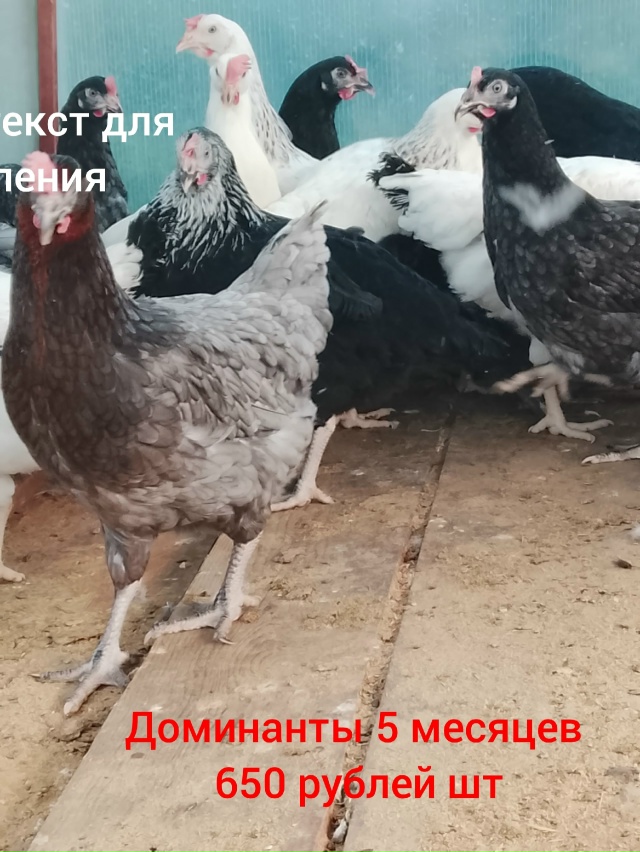 Дорогие Друзья! Набираем заявку на доставку Кур несу?...