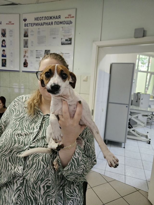 Доброе утро ,на ул Полосухина 8,вечером была найдена со...