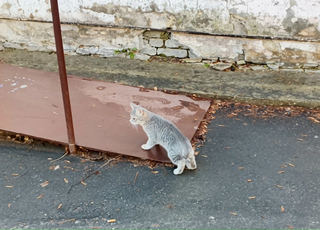 У поликлиники N1 бегает котенок, ни кто не терял? Мальчи?...