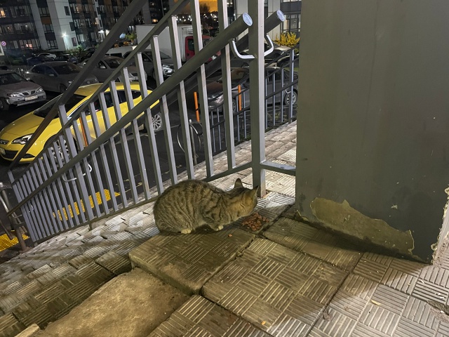 Котенок, бегает у магазина Верный. Не худой, чистый, но ?...