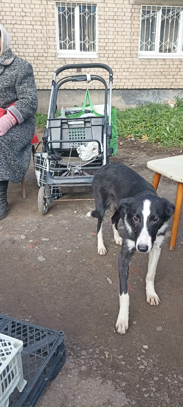 Молодой щенок ласковый , не боится подходит ко всем бег...