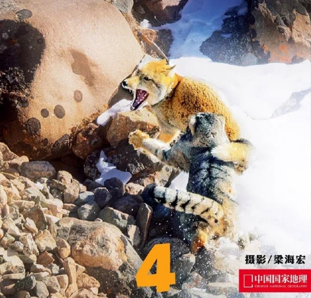 Тибетские лисы — удивительные создания, известные сво...