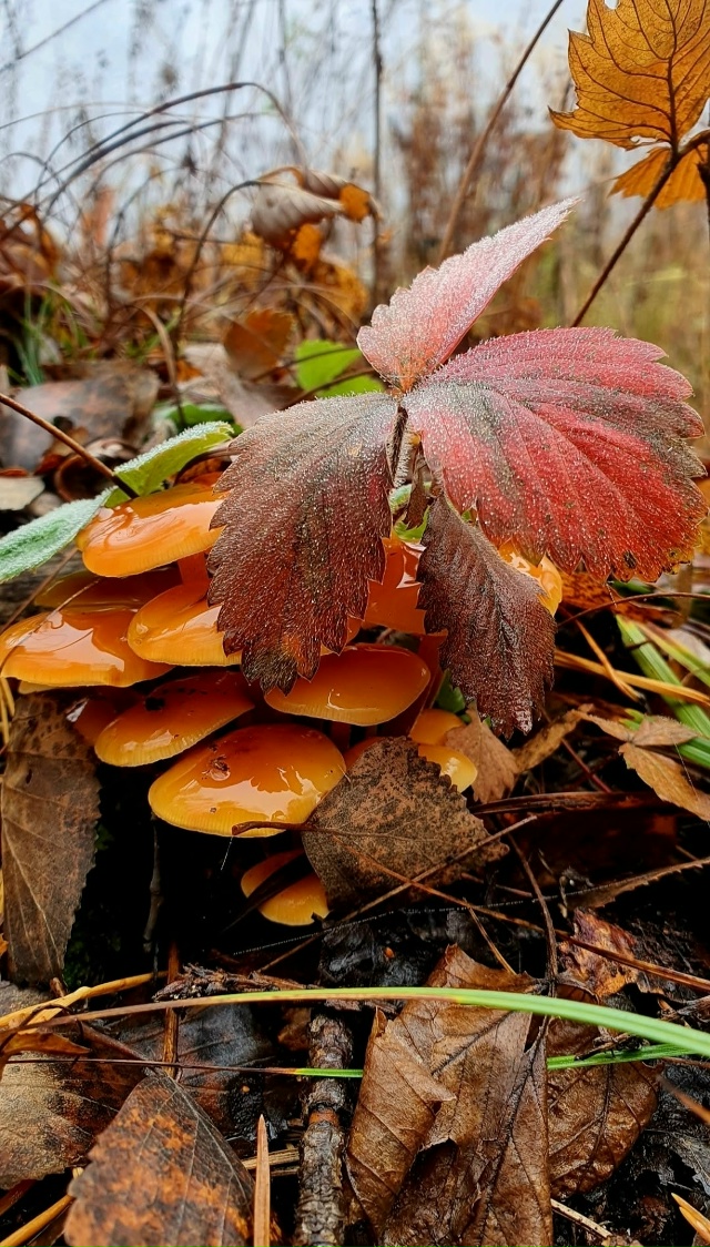Лес утонул в густом тумане...Зрелище скажу такое- таинс?...