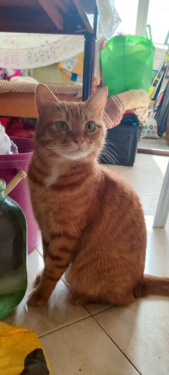 Пропал кот! Помогите найти!
+79652546559 и +79266929544
Звонок, SMS, W...