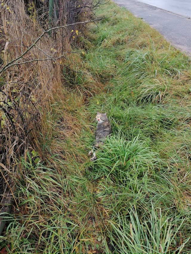 В Кисельне сбита кошка. Вся переломана, но живая, полза?...