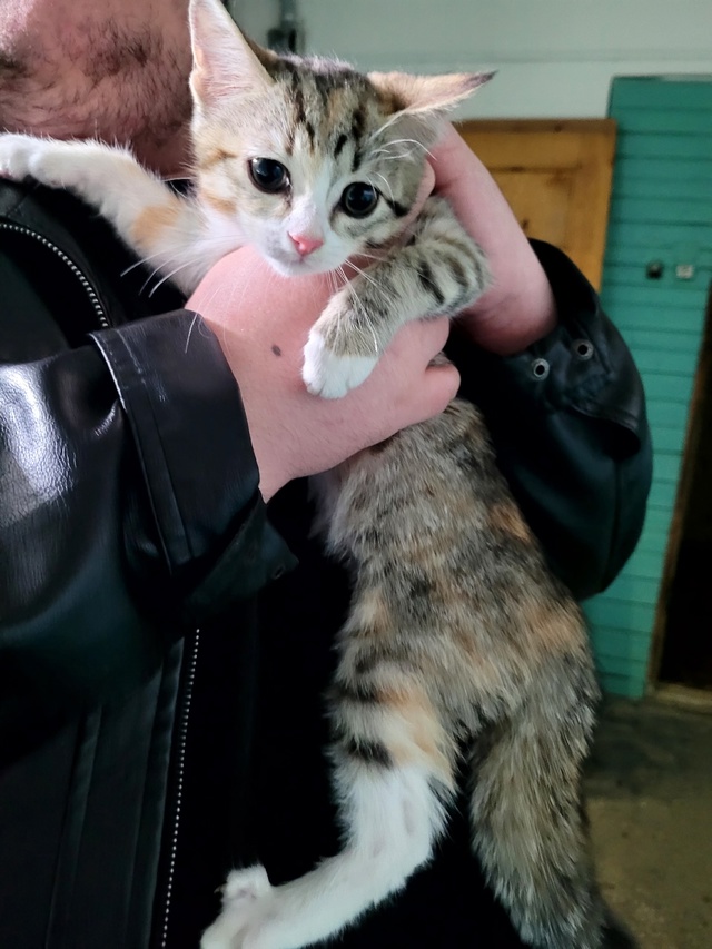 Нашли котёнка за домом Комсомольская 24А, чуть собаки н?...