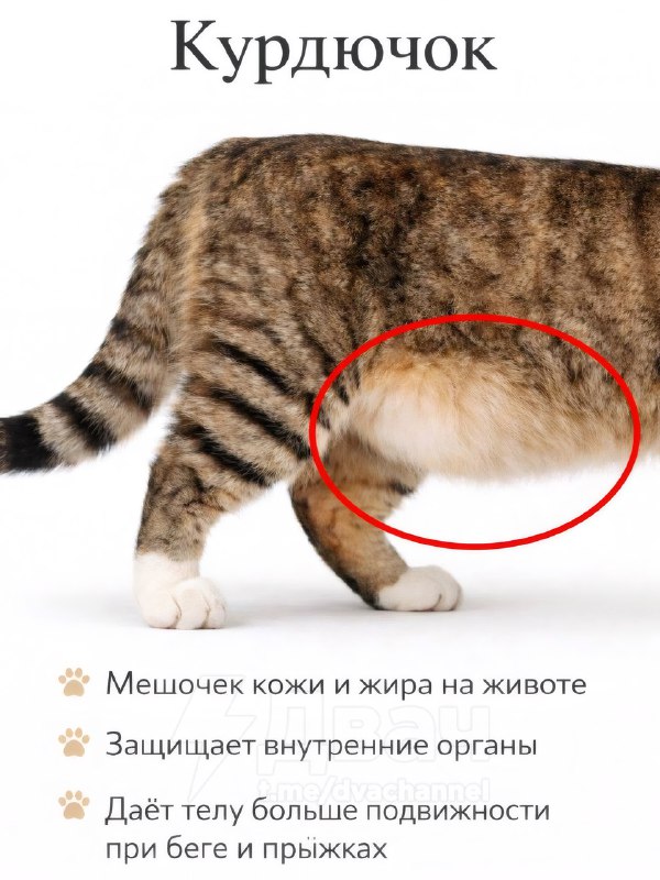 Мужики, забудьте про пивное пузо, теперь называйте это курдючком