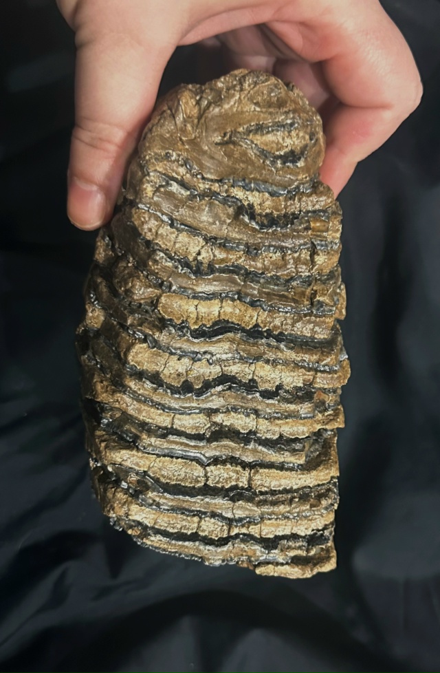 Передам за шоколадку школьному музею города (не района...