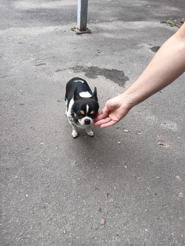 Чья потеряшка? Гайдара, 5