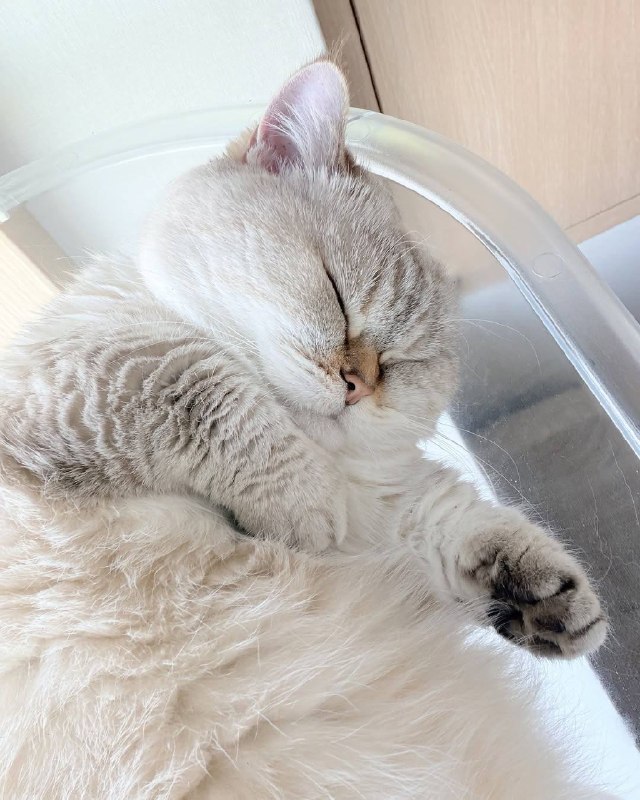 Споть :3