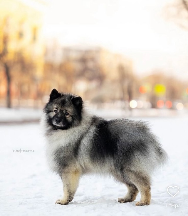 Разыскивается ❗️
Кличка Пуш, 4 года.
Кобель, порода ке...