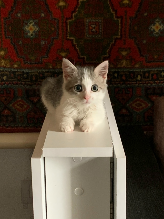 Отдаем в добрые руки котенка,нашли мы его на улице.Помы...