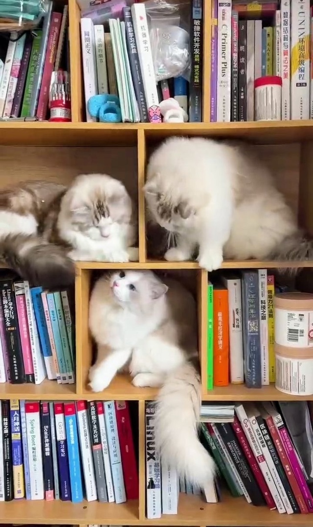 Круговорот котонасилия