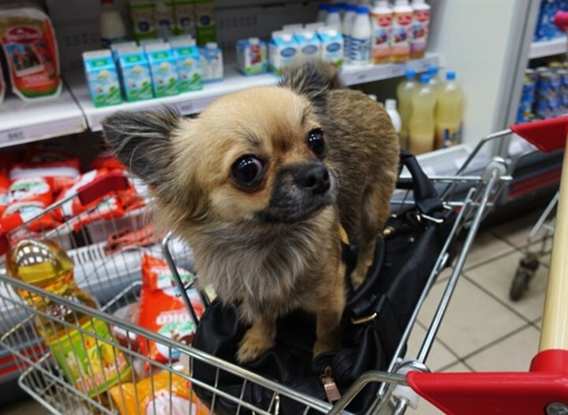 В Госдуму внесут закон о запрете на собак в магазинах и...