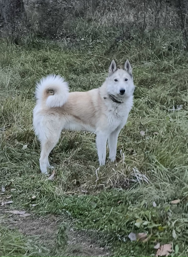 Чья собака скидается по городу хозяин отзовись ?(Адми...