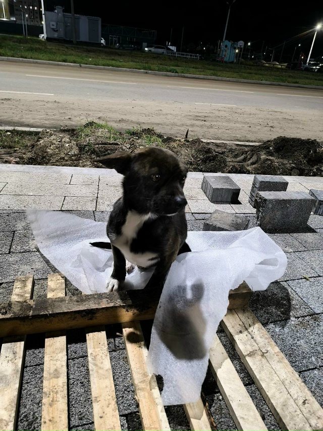 Всем добрый вечер!
Помогите найти дом или хозяина этом...