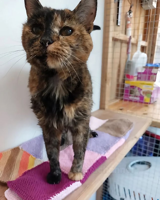 Флосси — самая старая кошка в мире, 29 декабря ей исполнилось 30 лет: по человеческим меркам это при