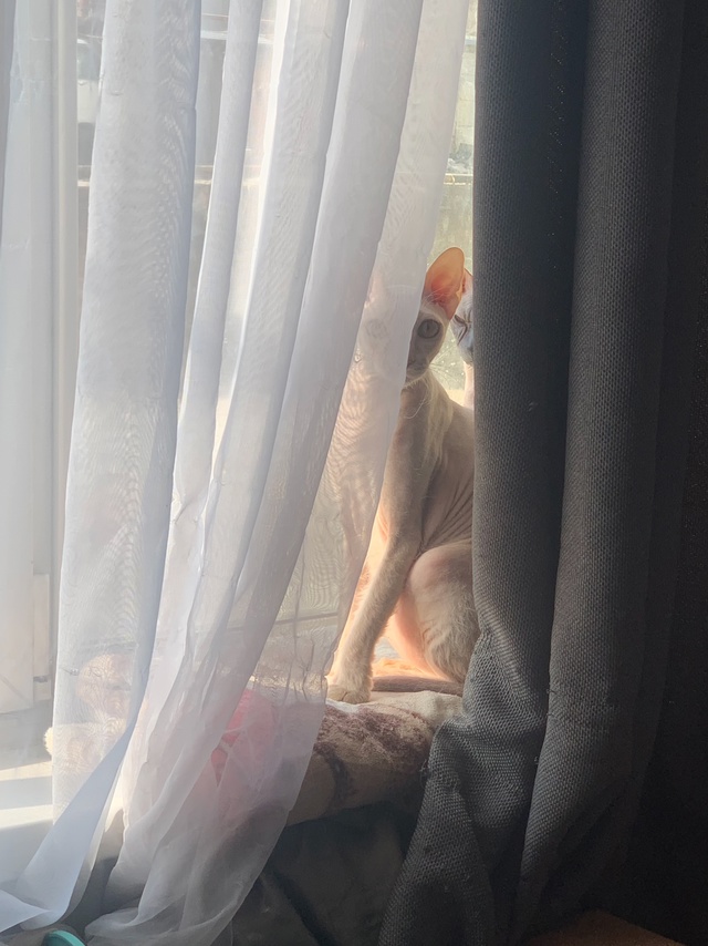 На самом деле тут два кота