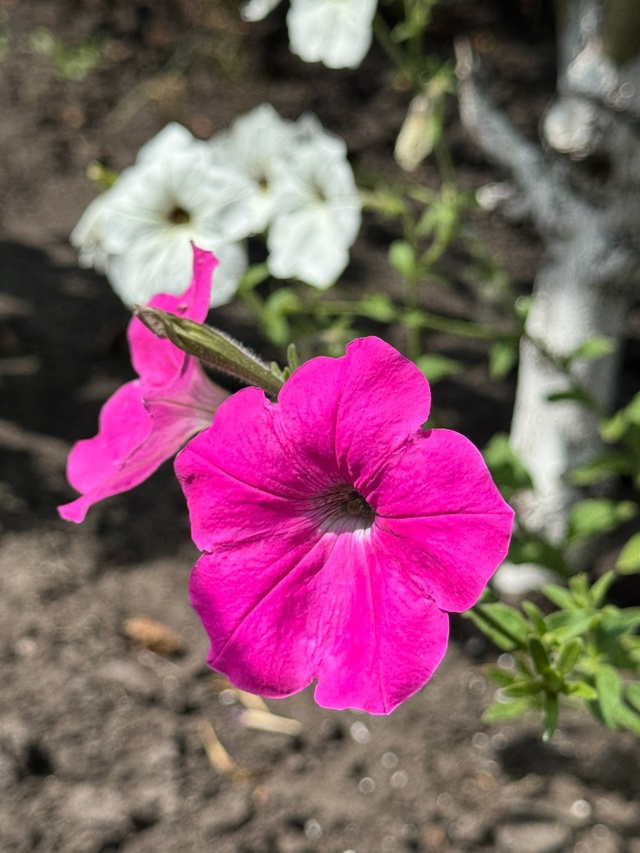 🌸 цветущий Тольятти 🌸
Фото: [id569304542|Ольга Полканова]