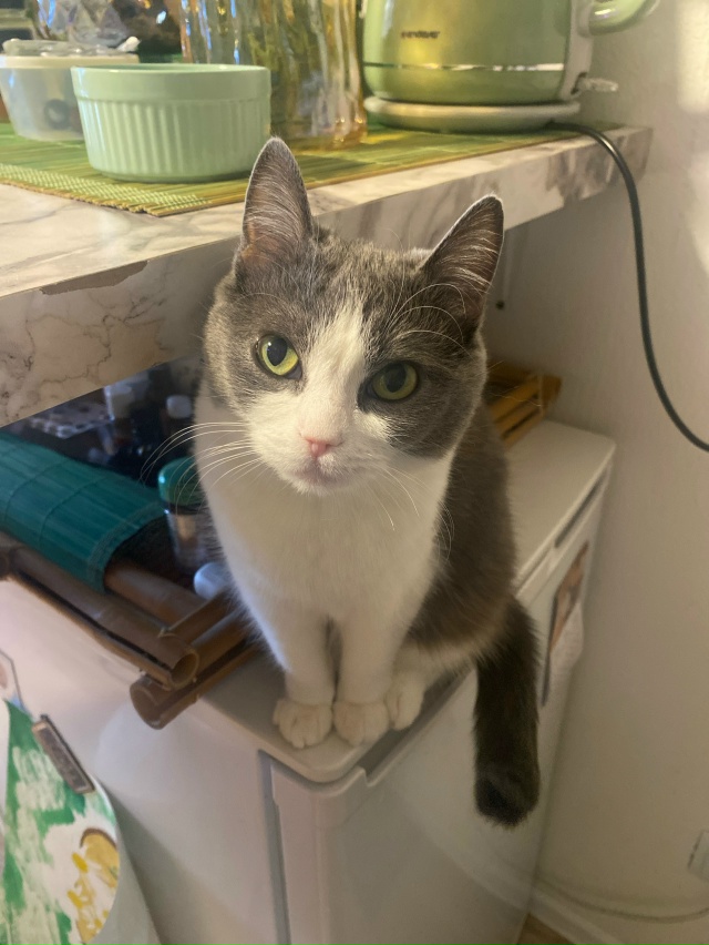 Мурёночка полюбила спать в корзине для белья. А так же ?...