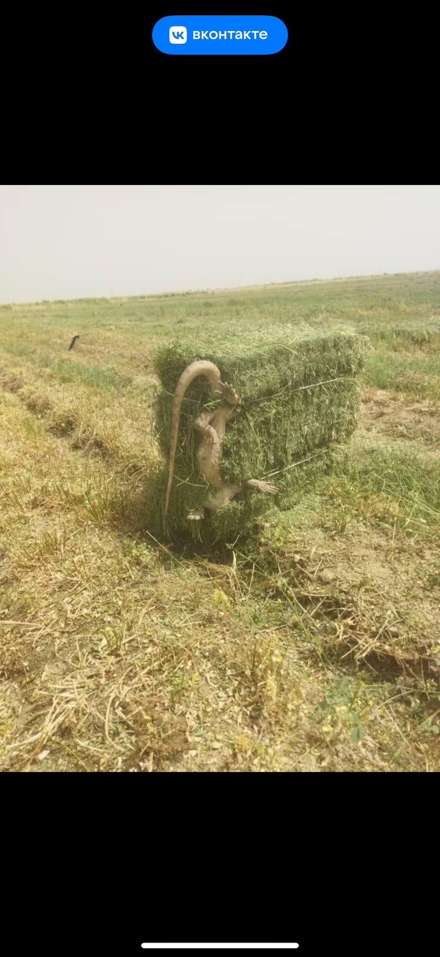 Это Воронежская область.Старая Калитва🤗🙈,откуда же ?...