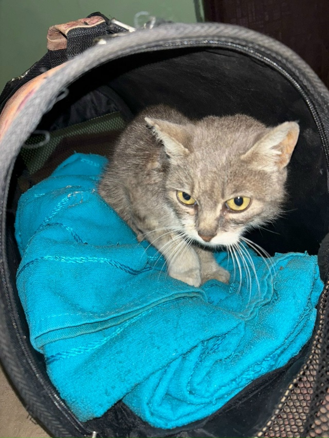 Добрый день.
Найдена кошка в зелёном ошейнике от блох в...