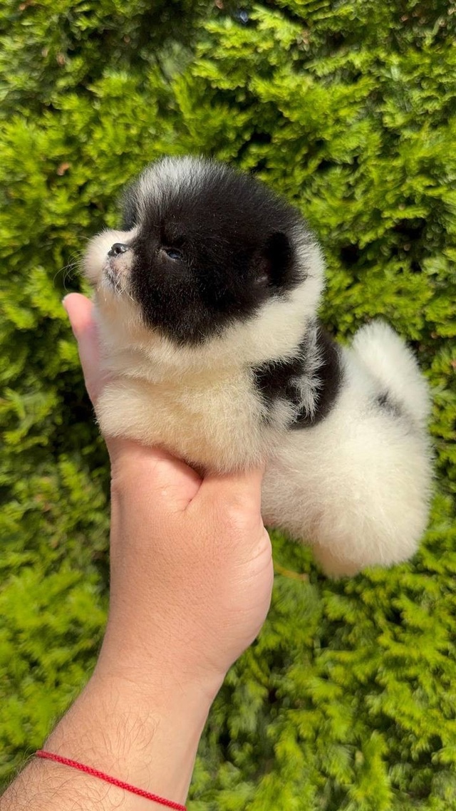 🐾 ЩЕНКИ ПОМЕРАНСКОГО ШПИЦА КОРОЛЕВСКОГО ТИПА 🐾
🌟 Эк...