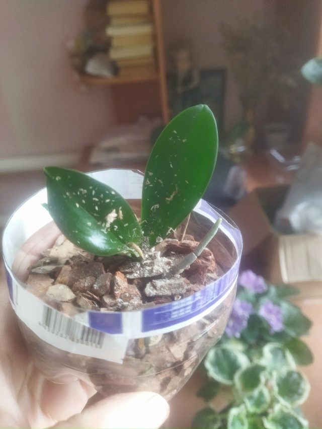 Продам детку орхидеи 550 р. Орхидея ароматная. Сорт Fairy Ta...
