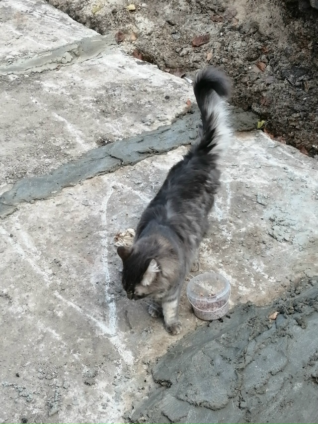 Чей потеряшка