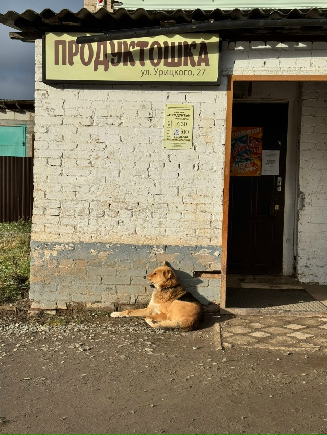 🆘 Чей пес потерялся ?
или опять стал не нужным
Практич?...