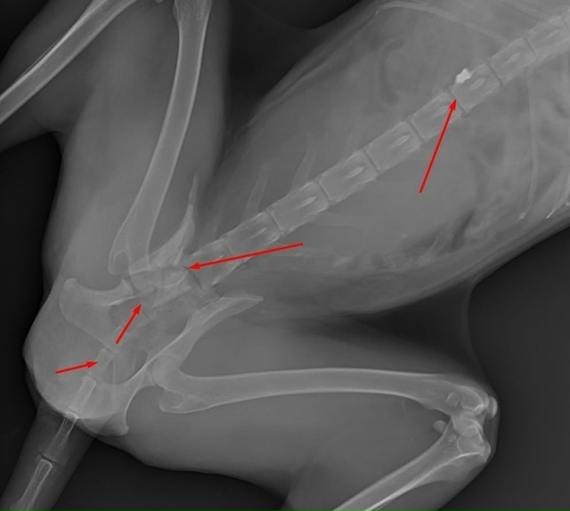 😊 Пермские волонтеры спасли лисичку
Красотке всего 6-...