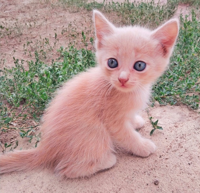 Отдам котят в добрые руки!
Игривые, ходят в лоток
Рыжий ...