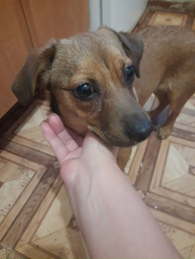 Чей потеряшка? Мальчик, найден на ул 60 Лет ВЛКСМ. Ошейни...