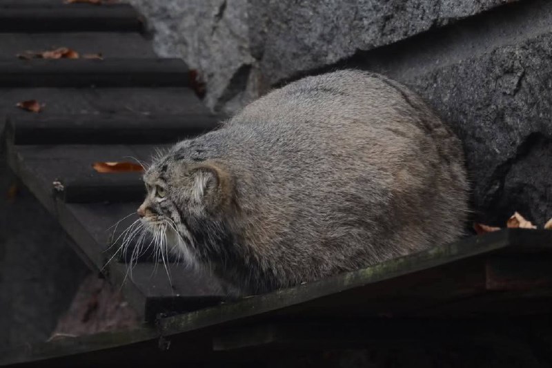 Так, наш Тимоша из Мосзоопарка начал летнюю разжировку — за межсезон он отъелся до 6,5 кг.
Понимаем