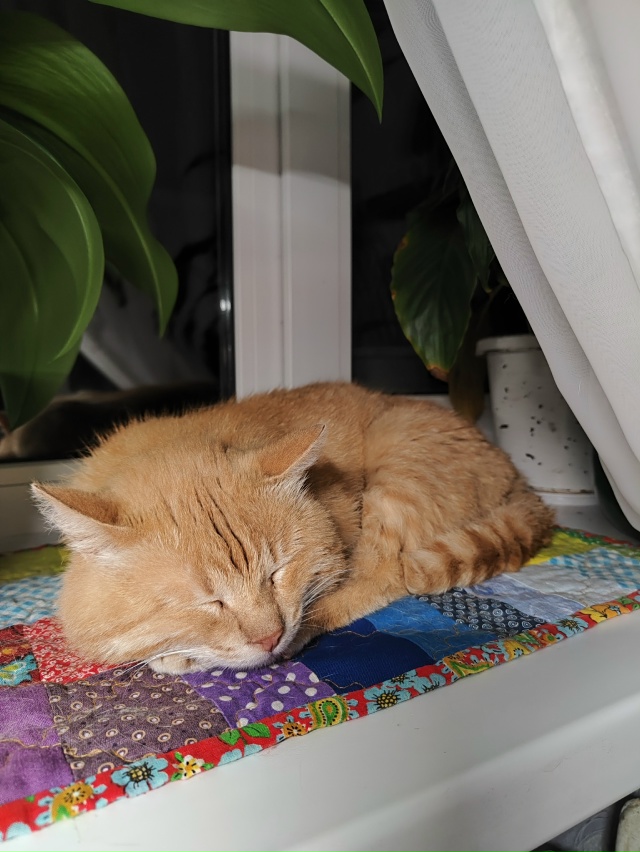 Наш Кешка снова потерялся.. Присмотритесь, может он при...