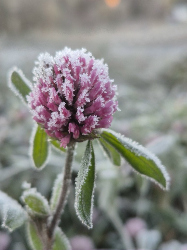 ❄Ноябрьское морозное утро в объективе нашей подписчи?...