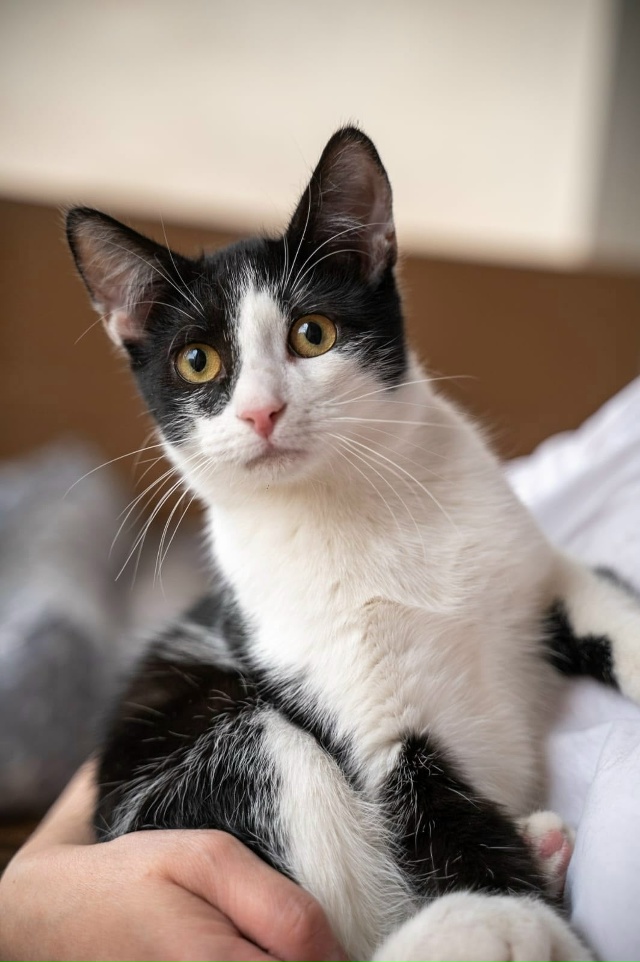 Санкт-Петербург!
Этого котёнка успели спасти! Родился ...