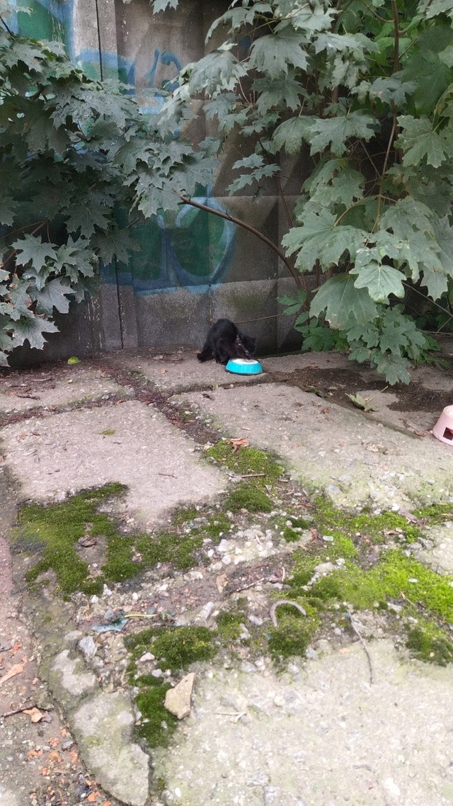 Возле гаражей на ул. Бочарова я нашёл котёнка. Либо он у...