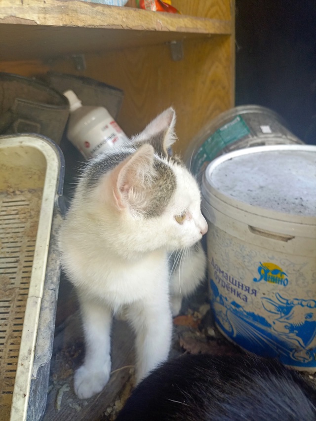 Отдам котят. 2 мальчика, одна девочка. Обращаться по ном...