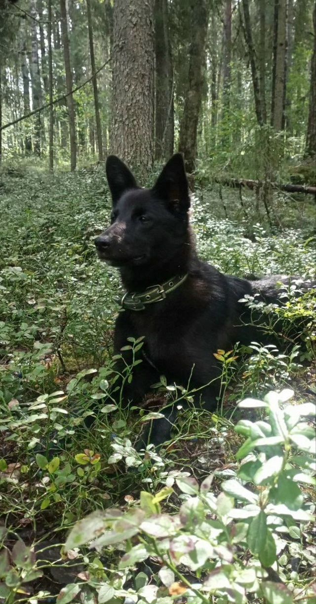 Отдам щенка (мальчик) в добрые руки.
Мама лайка. За подр...