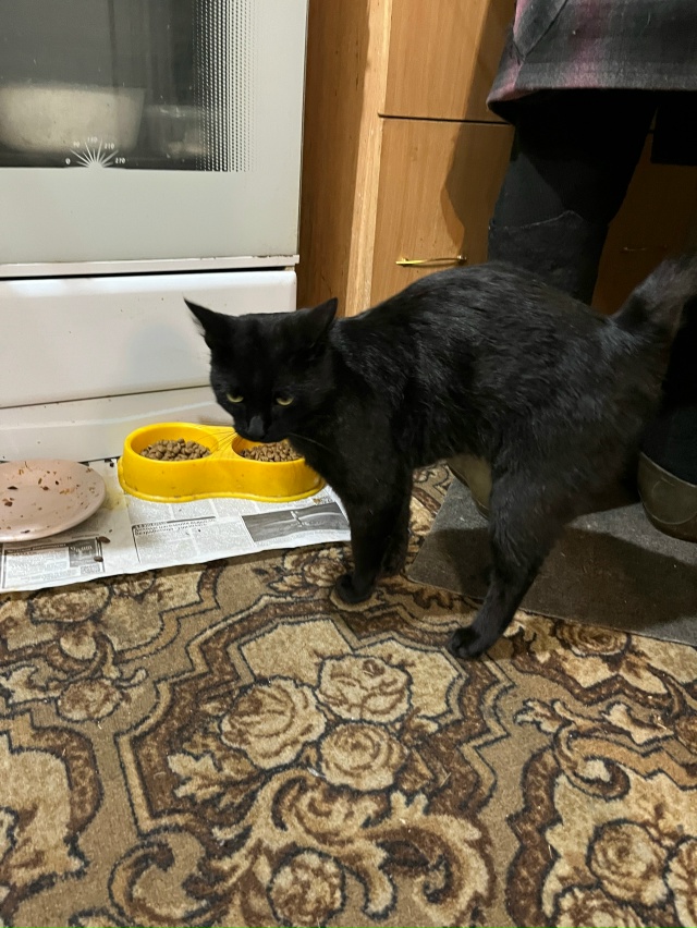 Прибился котик , ласковый , любит ручки , ходит в лоток, ?...