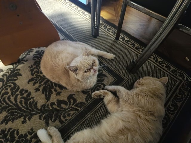 Нюша и Нюшонок (Маркус) точно что-то знают...