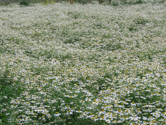 Прекрасное ромашковое поле в Пермском районе.🌼🌼🌼