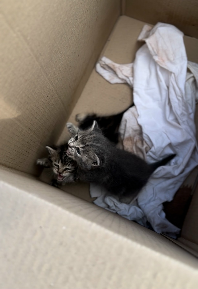 Добрый день, ищем кормящую маму кошку, для котят, а такж...