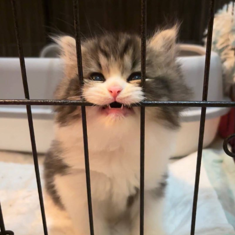 Ета тумпая тюрма не удержит меня!!!!!!