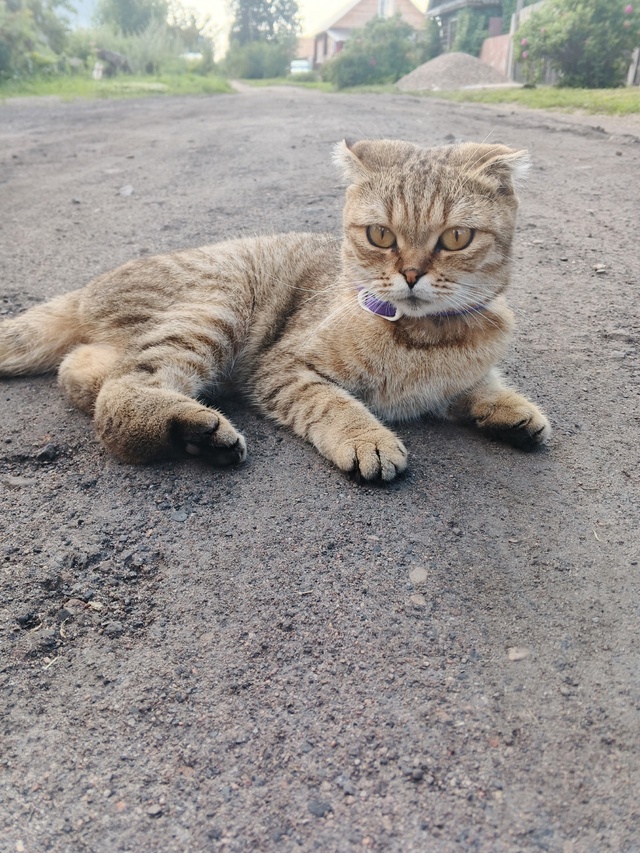 🐱Отдаем в добрые руки.
Звонить 89201834537