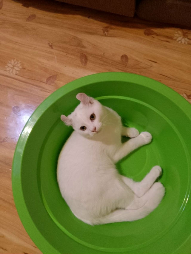 Отдам кота в добрые руки, американский кёрл, ему пол го?...