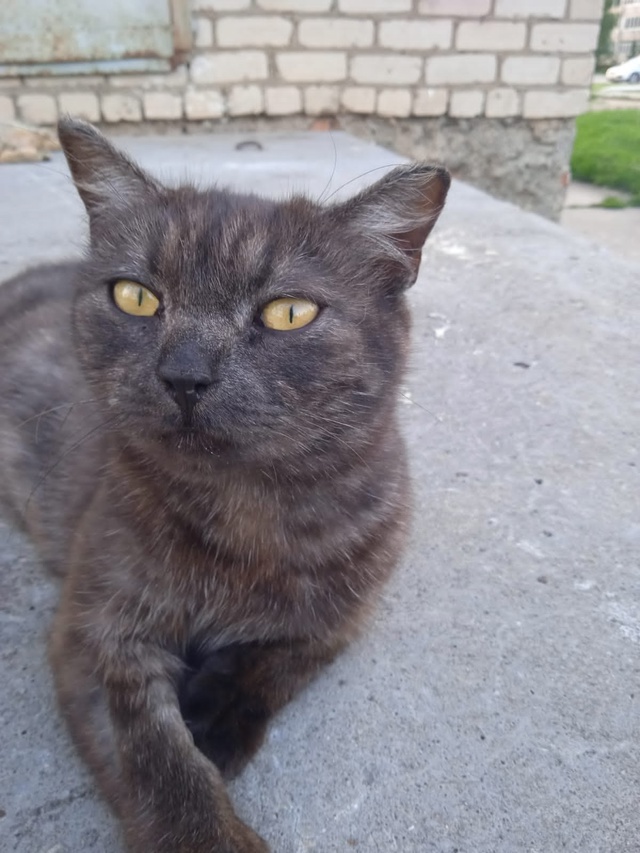 Домашняя кошечка, стерилизована, идёт в любые ?...