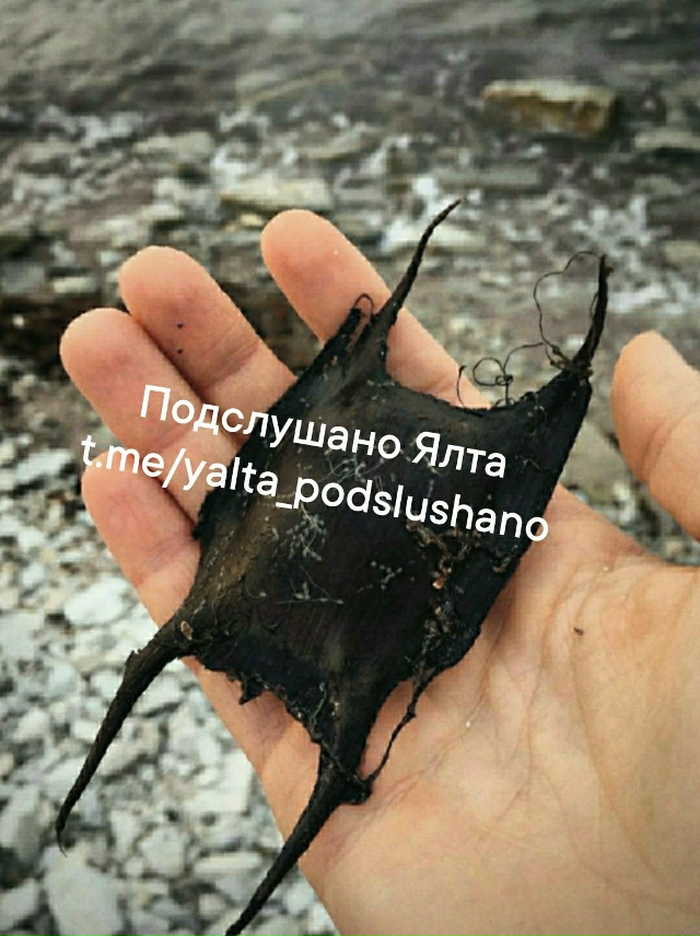 Морская загадка! Угадаете, что это? 🌊
🧜‍♀️ В народе ...