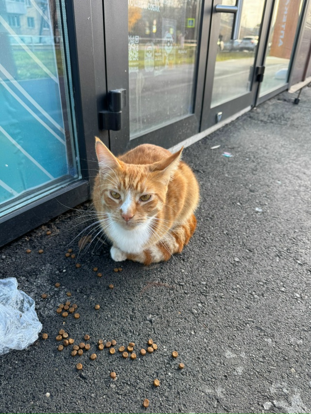 Чей красавчик потерялся ? Около зоотоваров на Никитинс...